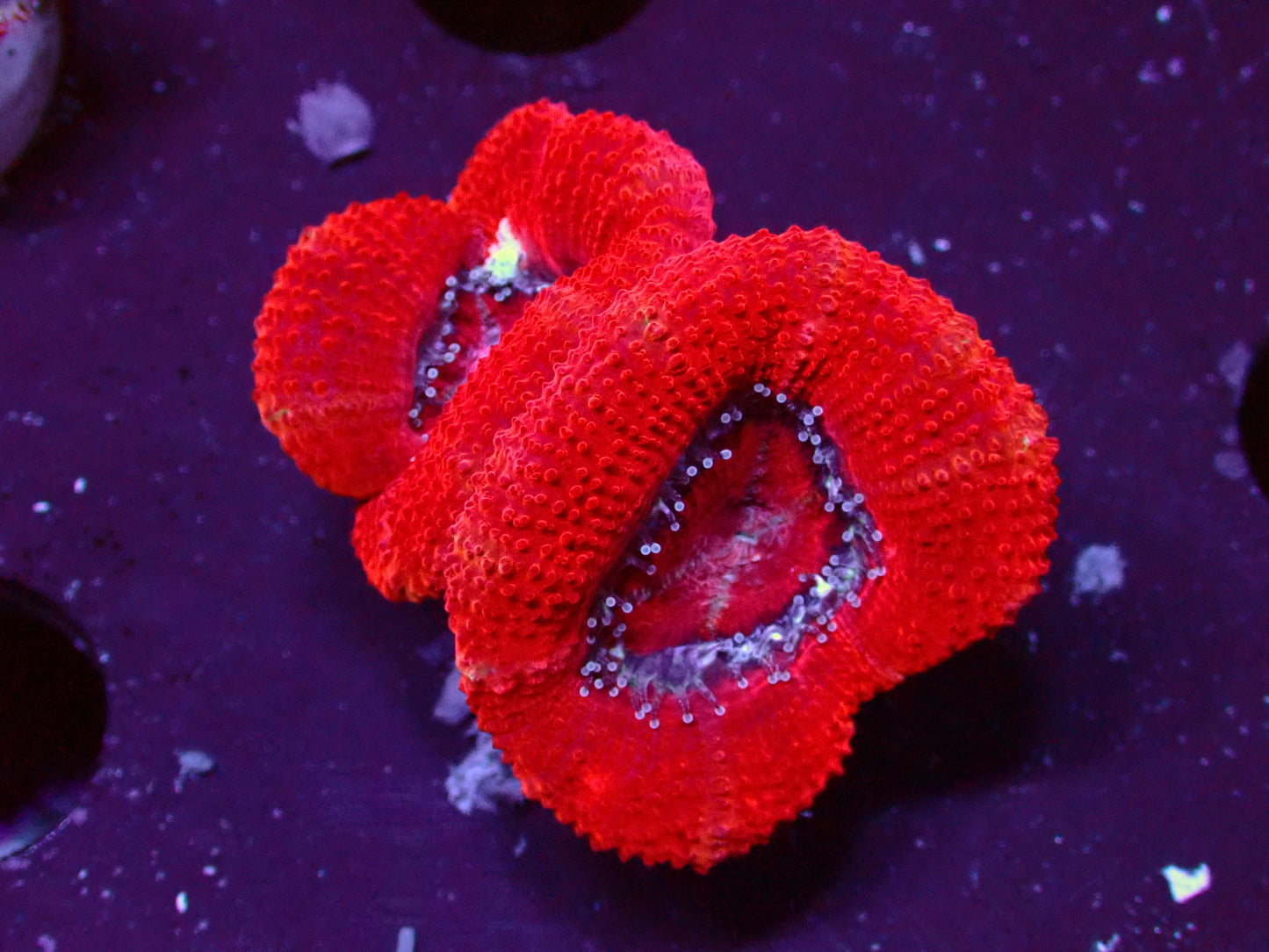 Acanthastrea Lordhowensis "Full Red" | WYSIWYG