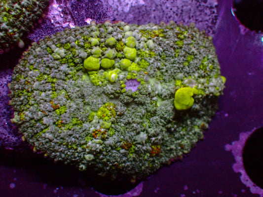 PR Toxic Green Bounce Mushroom | WYSIWYG