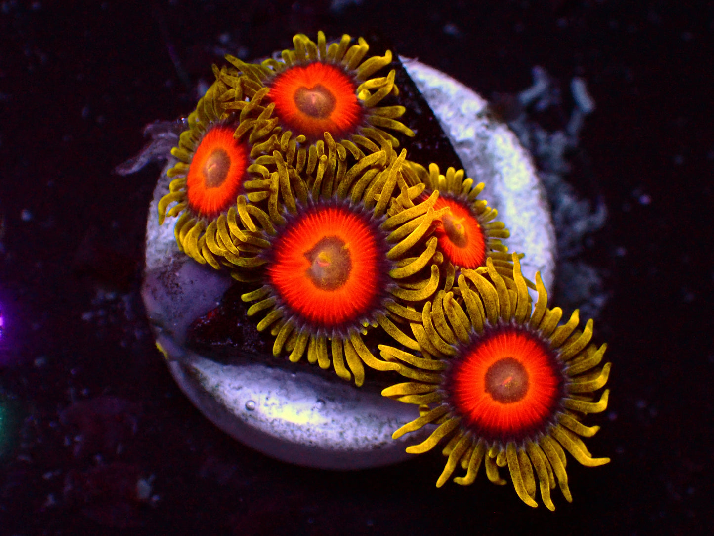 Super Sunflower Zoanthus | WYSIWYG