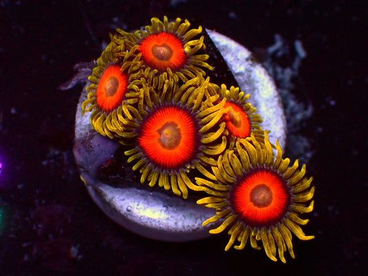 Super Sunflower Zoanthus | WYSIWYG