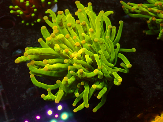 PR Heavensgate Torch | WYSIWYG