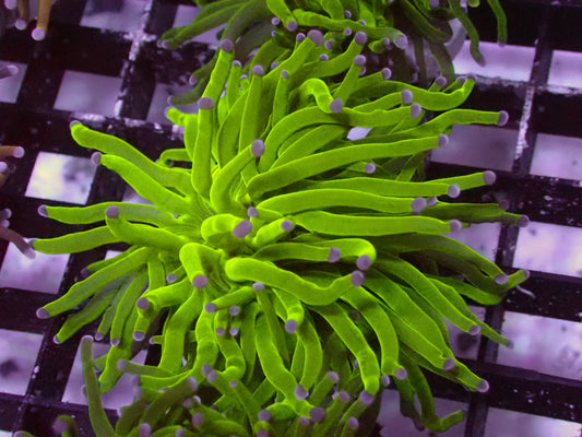 Toxic Green Torch | WYSIWYG