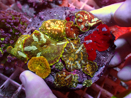 Bounce Discosoma |Colony