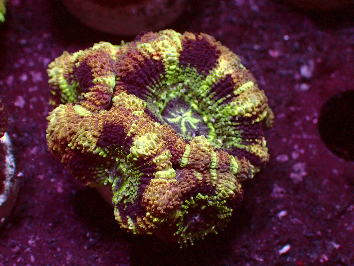 Master Asian Acanthastrea | WYSIWYG