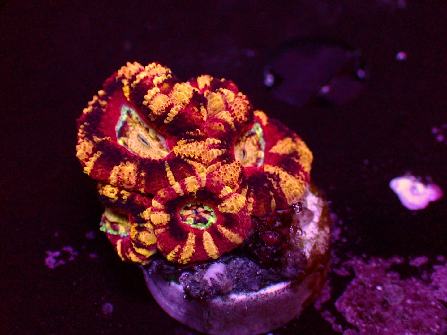 Asian Acan "Crazy Mastergrade" | WYSIWYG