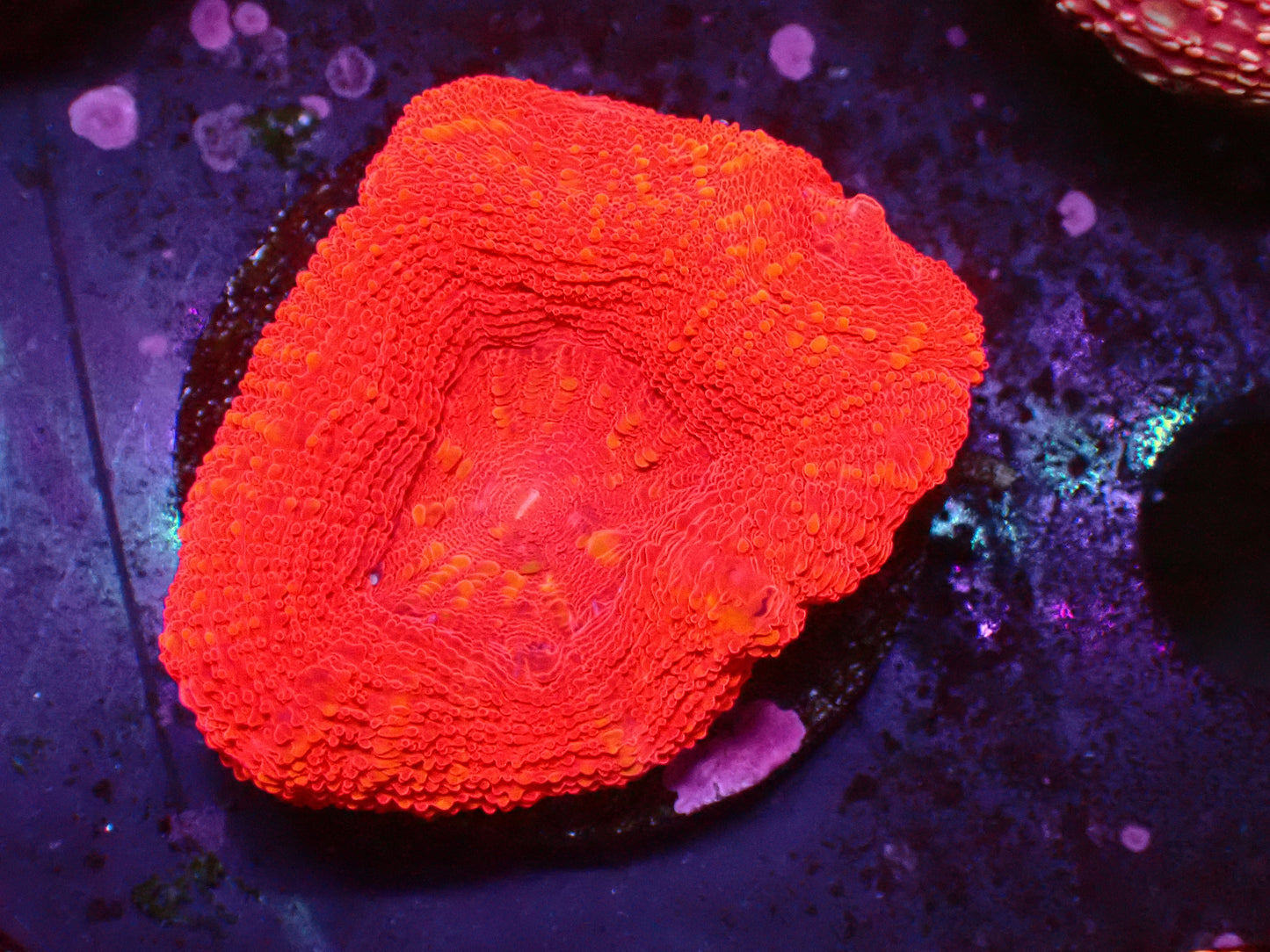 Full Red Acan Bowerbanki | WYSIWYG