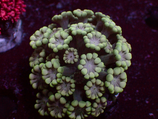 Alveopora "Premium" | WYSIWYG