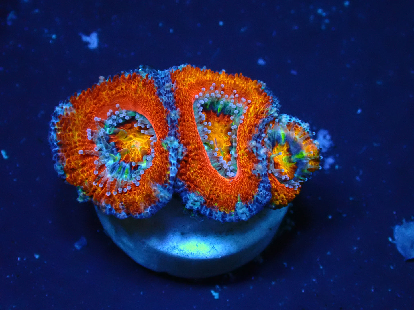 Acanthastrea Lordhowensis "Rainbow" | WYSWIYG
