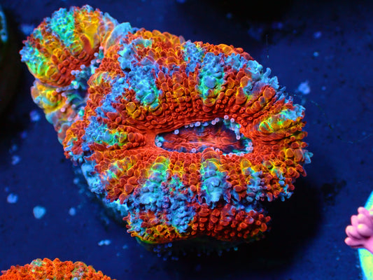 Acanthastrea Lordhowensis "Ultra Rainbow" | WYIWYG