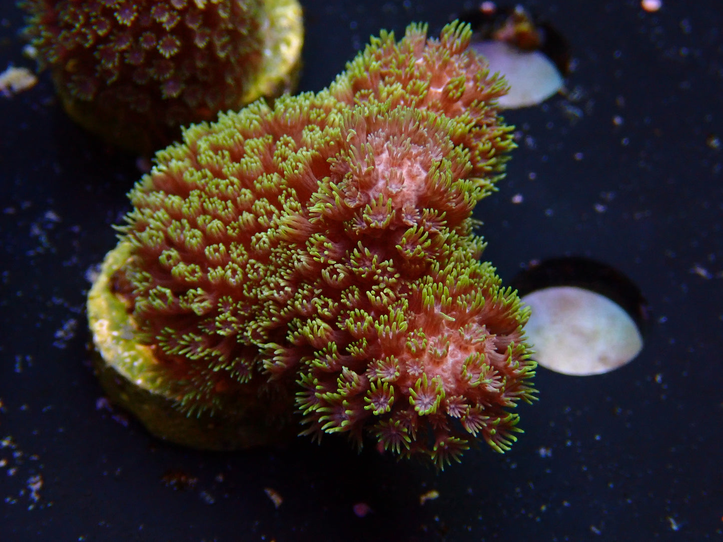 Madracis Formosa "Yellow Pink" | WYSIWYG