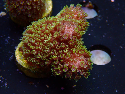 Madracis Formosa "Yellow Pink" | WYSIWYG