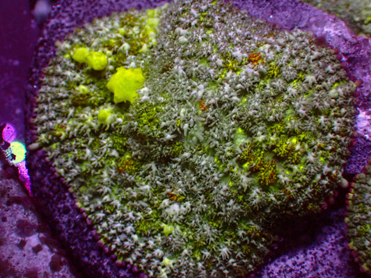 PR Toxic Green Bounce Mushroom | WYSIWYG