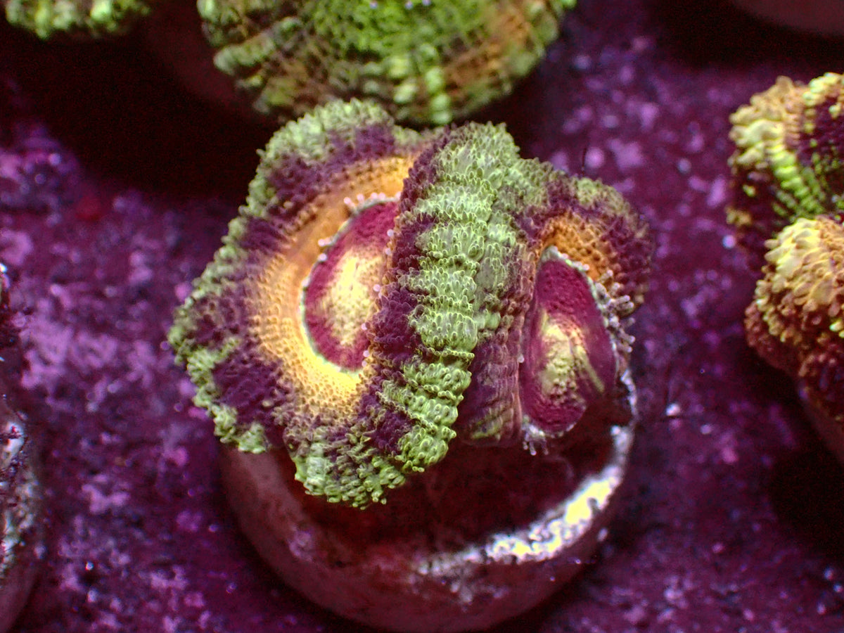 Golden Ufo Asian Acanthastrea | WYSIWYG