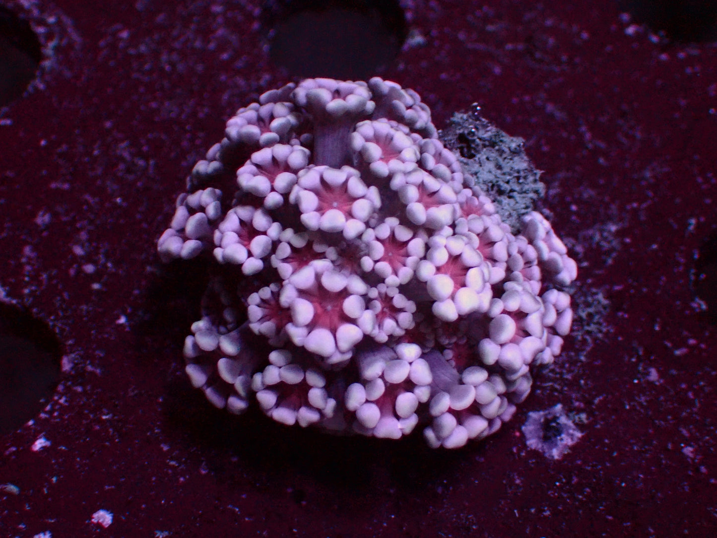 Alveopora "White/Orange Center" | WYSIWYG