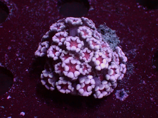 Alveopora "White/Orange Center" | WYSIWYG