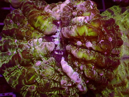 Sale! Master Indophyllia | WYSIWYG