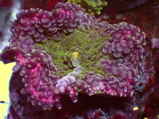 Green/Pink Rim Yuma Mushroom | WYSIWYG