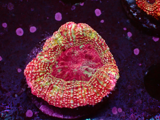 Insane Acan Bowerbanki | WYSIWYG