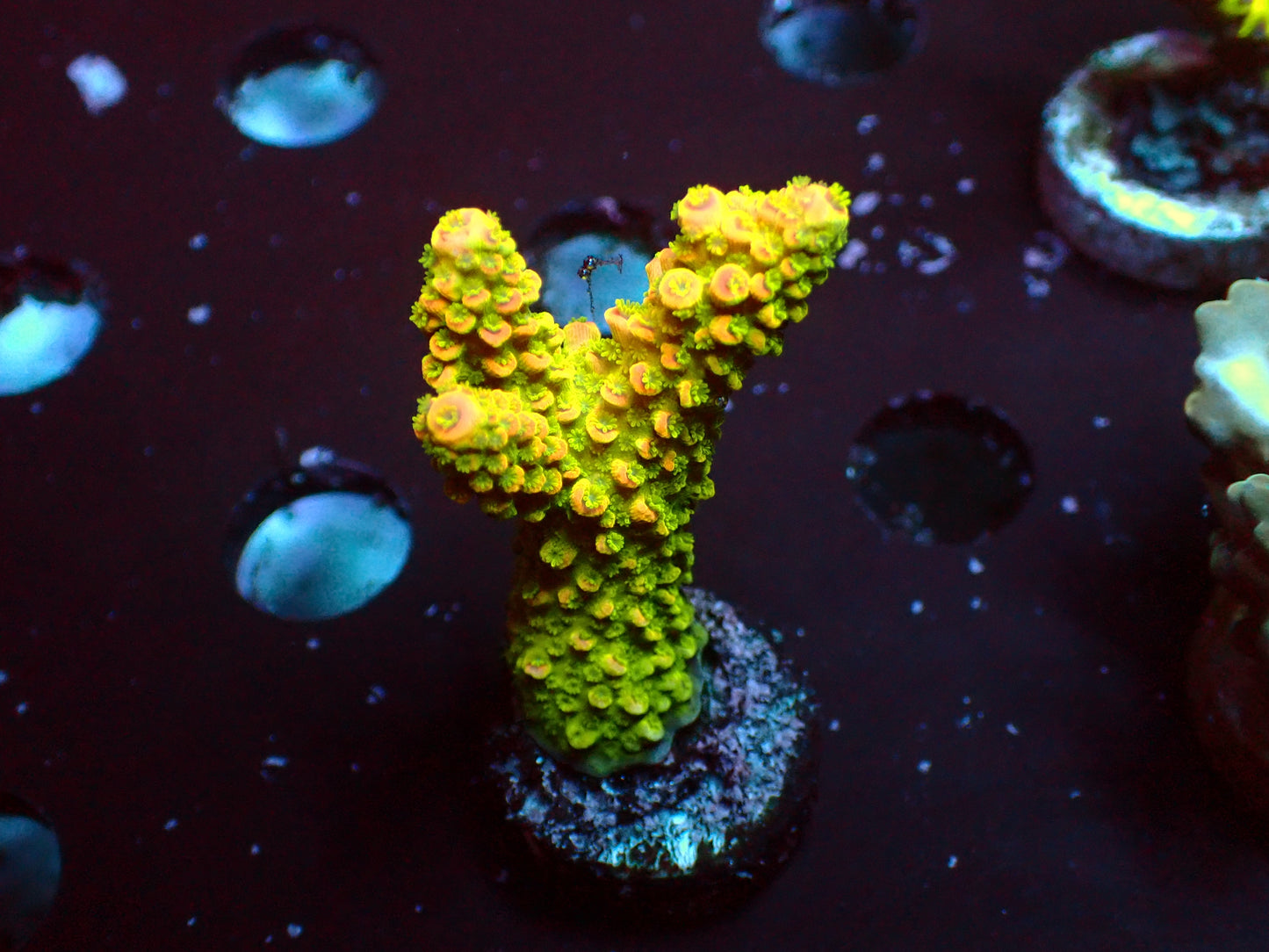 Orange Stag Acropora | WYSIWYG