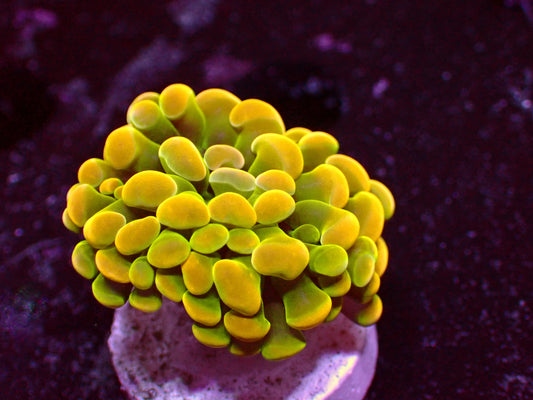 PR Banana Hammer | WYSIWYG