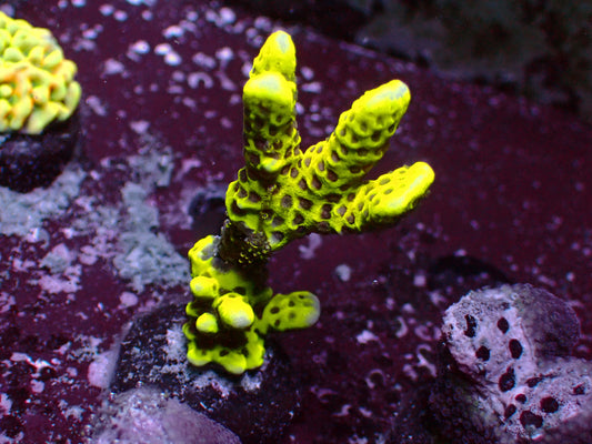 Montipora Digitata "Hulk" | WYSIWYG