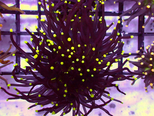 OG Black Torch (long tentacle) | WYSIWYG