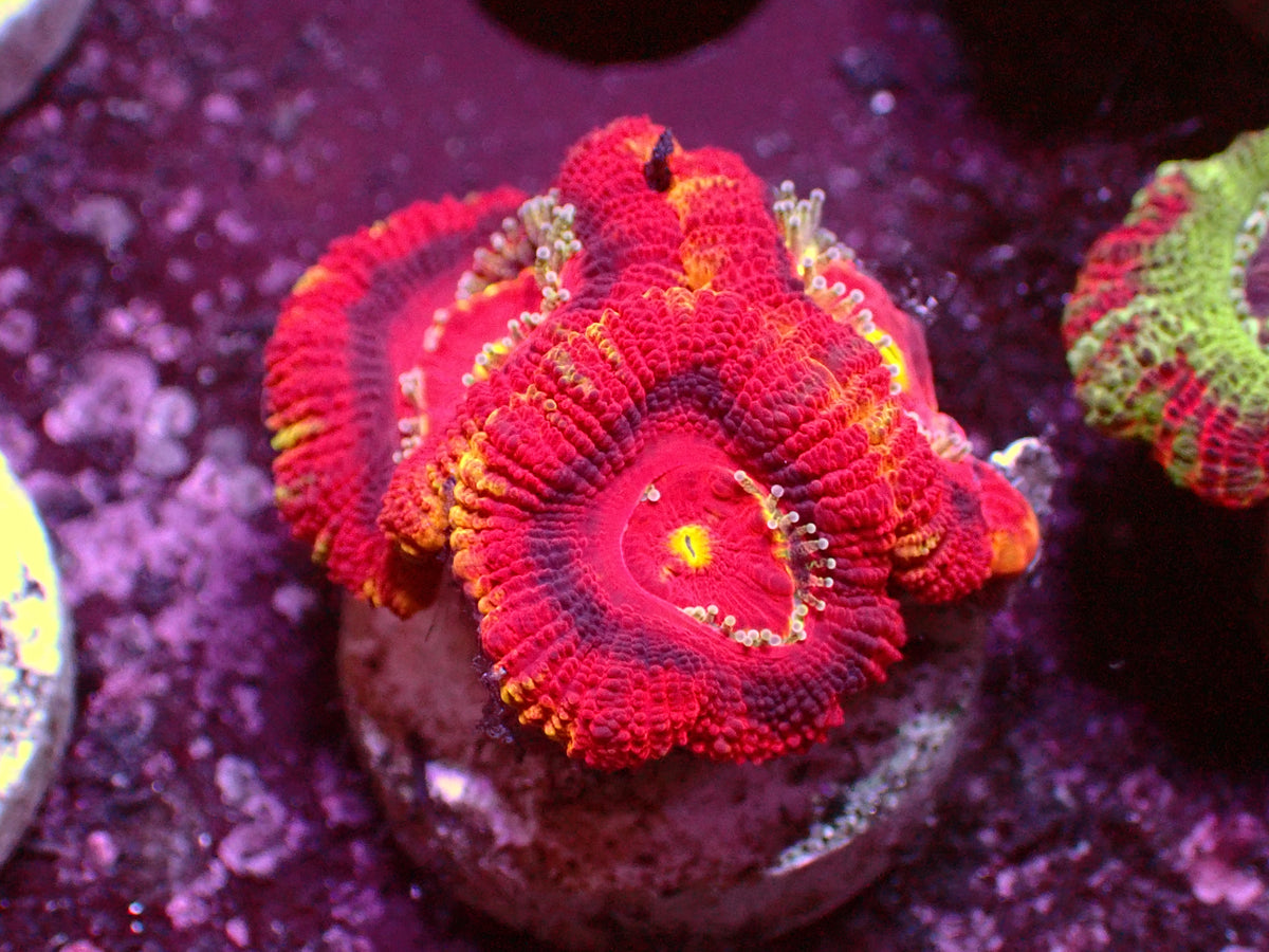 Vulcano Asian Acanthastrea | WYSIWYG