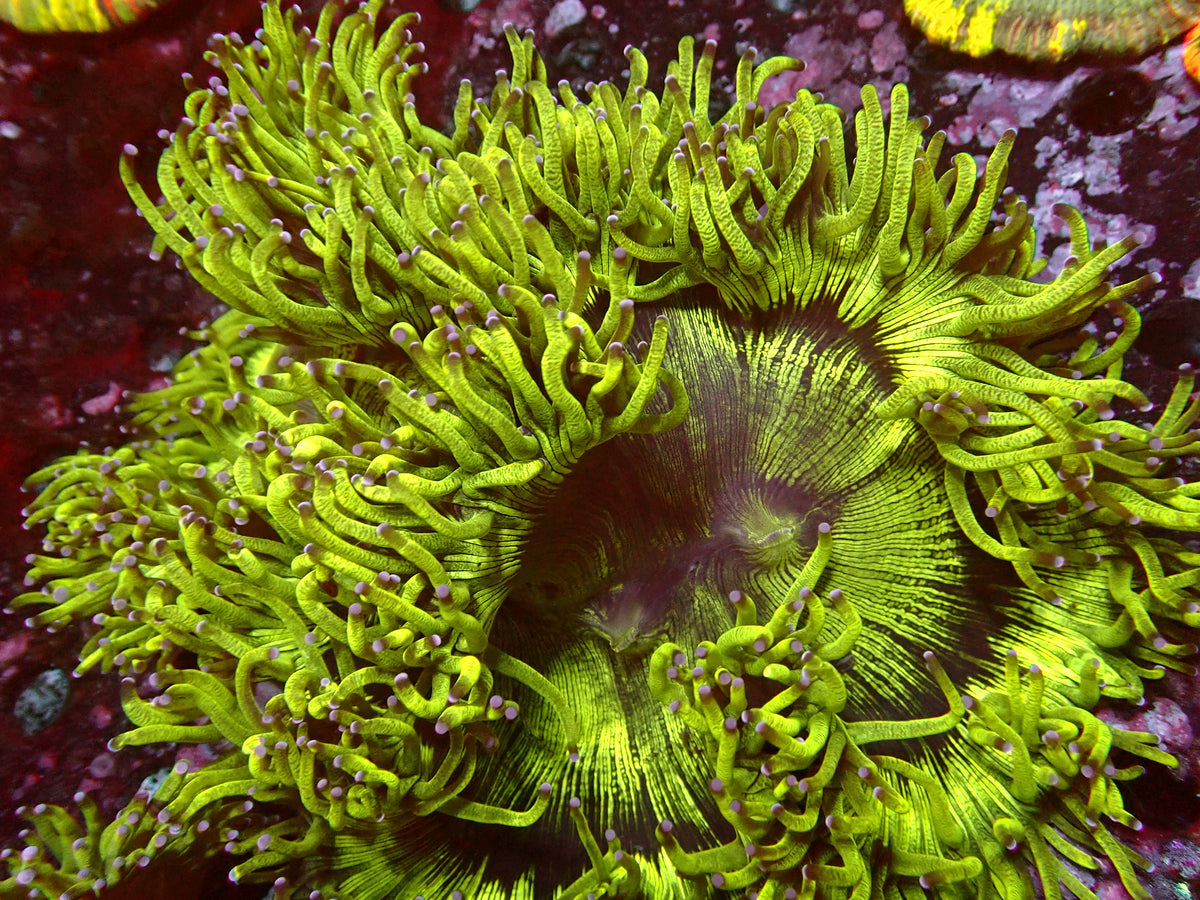 Catalaphyllia Ultra Toxic | WYSIWYG