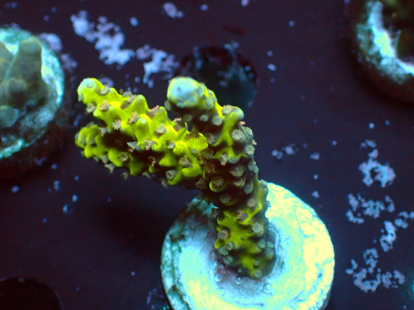 Goldenrod Anacropora | WYSIWYG