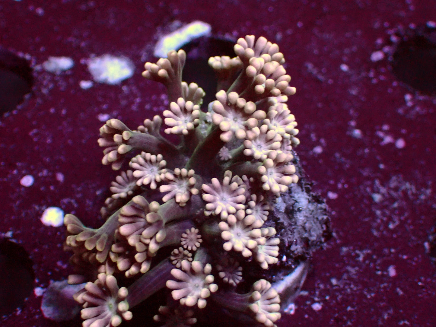 Alveopora "Gold" | WYSIWYG