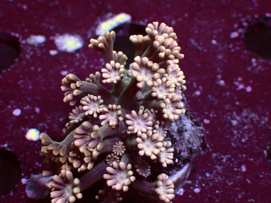 Alveopora "Gold" | WYSIWYG