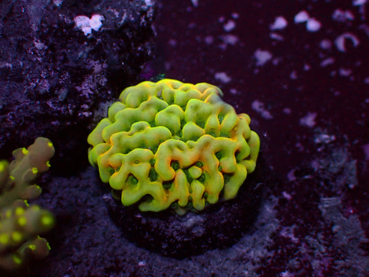 Montipora "Beach Bum" |  WYSIWYG
