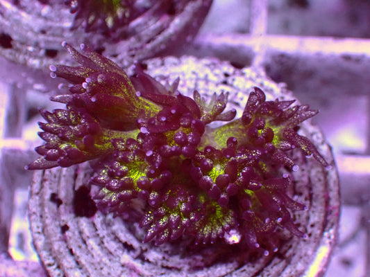 Galaxy Goniopora | WYSIWYG