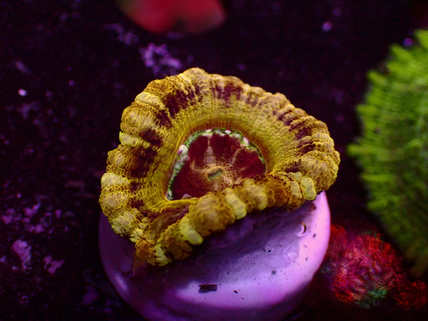 Asian Acan "Honeycombs" | WYSIWYG