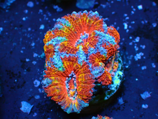 Acanthastrea Lordhowensis "Ultra Rainbow" | WYSIWYG