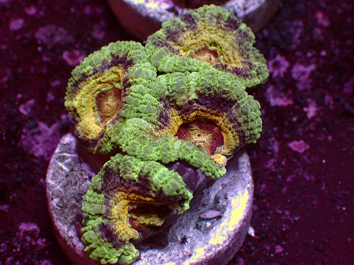 Golden Ufo Asian Acanthastrea | WYSIWYG