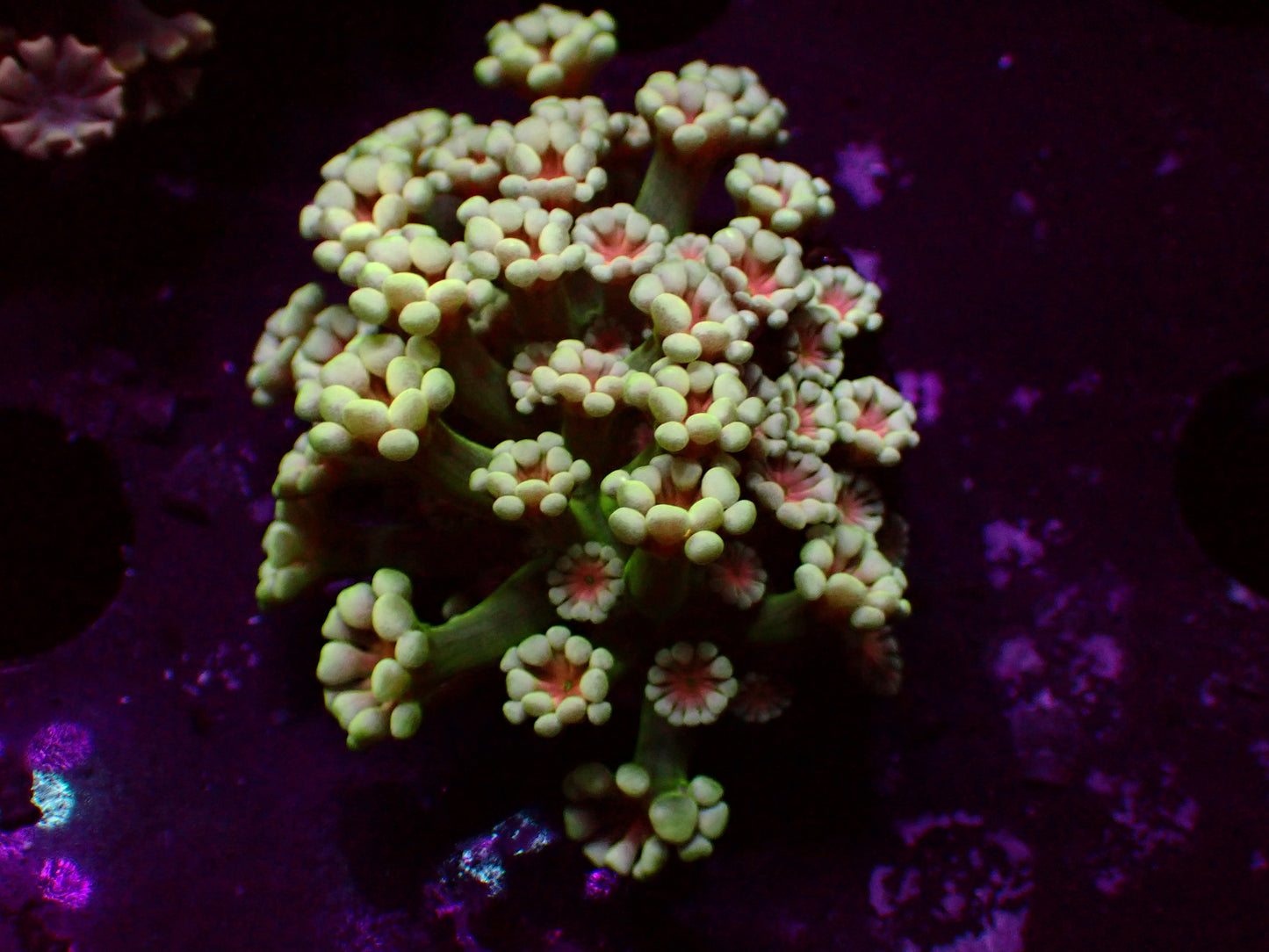 Alveopora "Green/White/Orange Center" | WYSIWYG