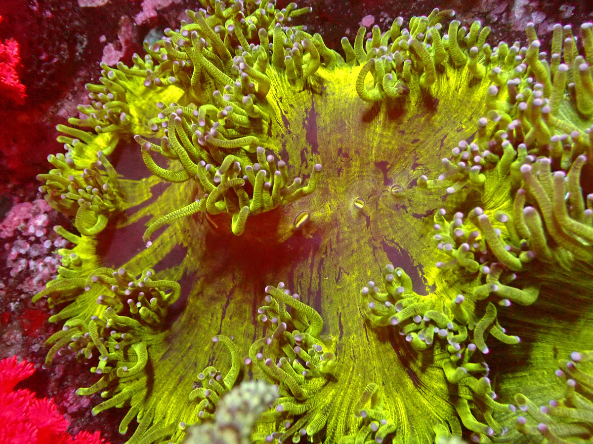 Catalaphyllia Ultra Toxic | WYSIWYG