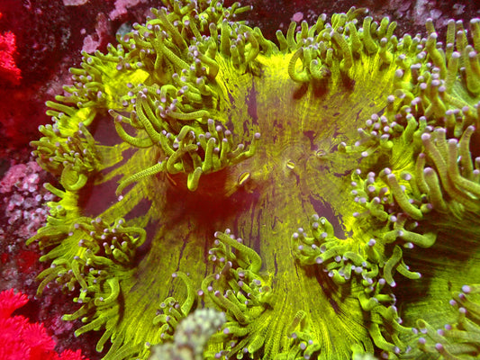 Catalaphyllia Ultra Toxic | WYSIWYG