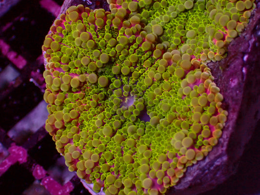 Ultra Toxic Pink Rim Yuma Mushroom | WYSIWYG