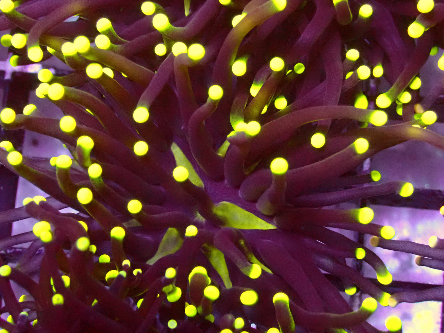 Neon Tip Black Torch | WYSIWYG