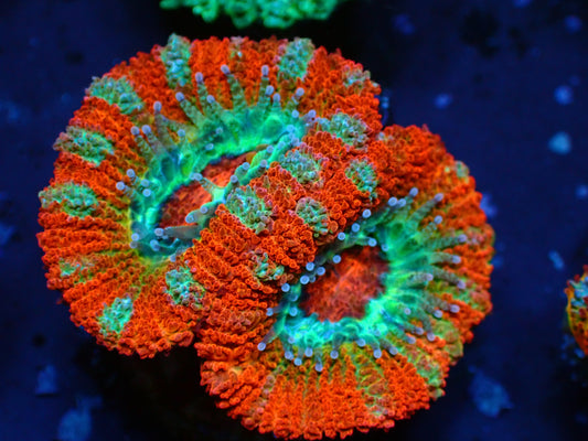 Acanthastrea Lordhowensis "Ultra Aussie" | WYSIWYG