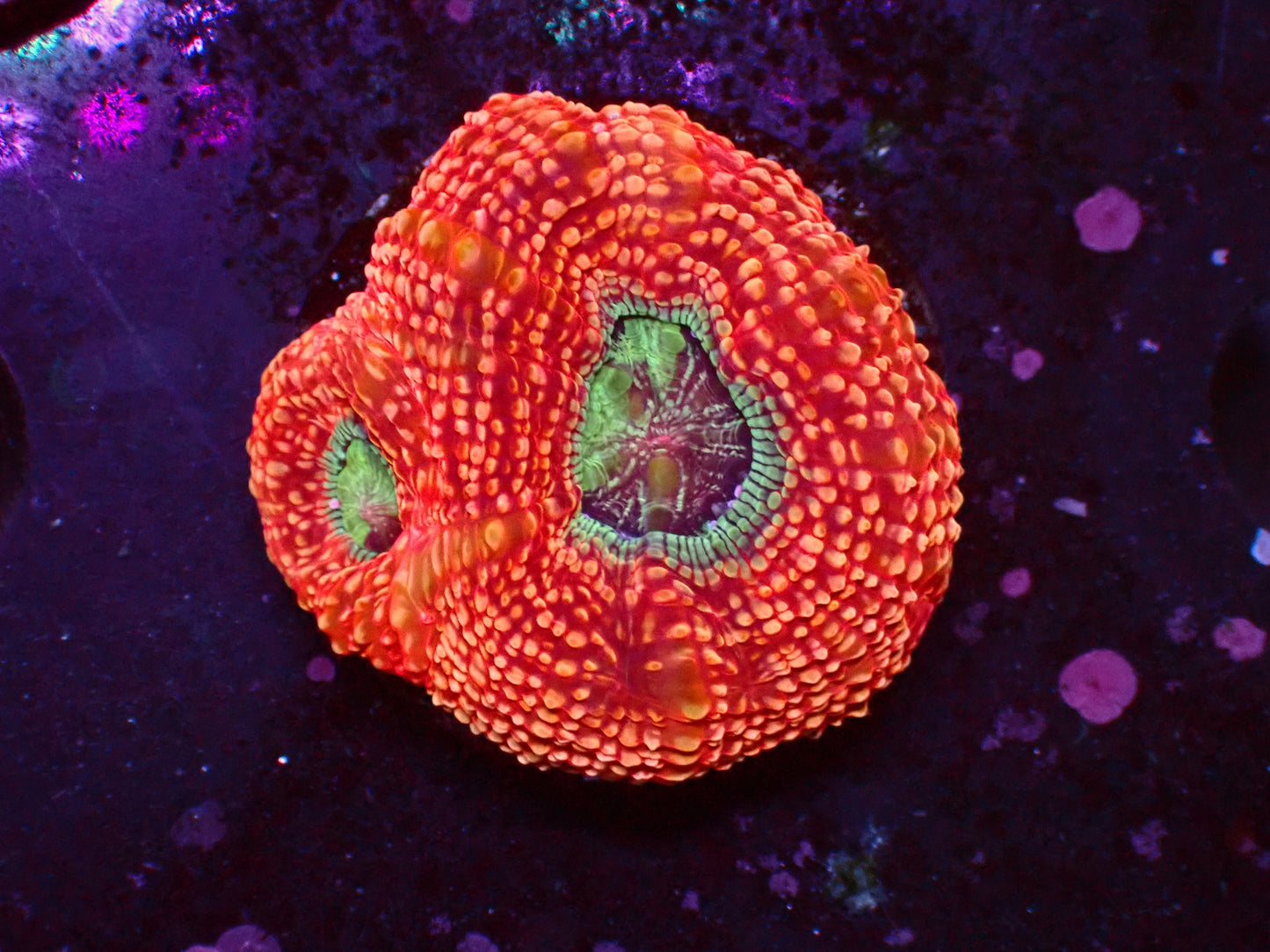 Ultra Blue Center Acan Bowerbanki | WYSIWYG