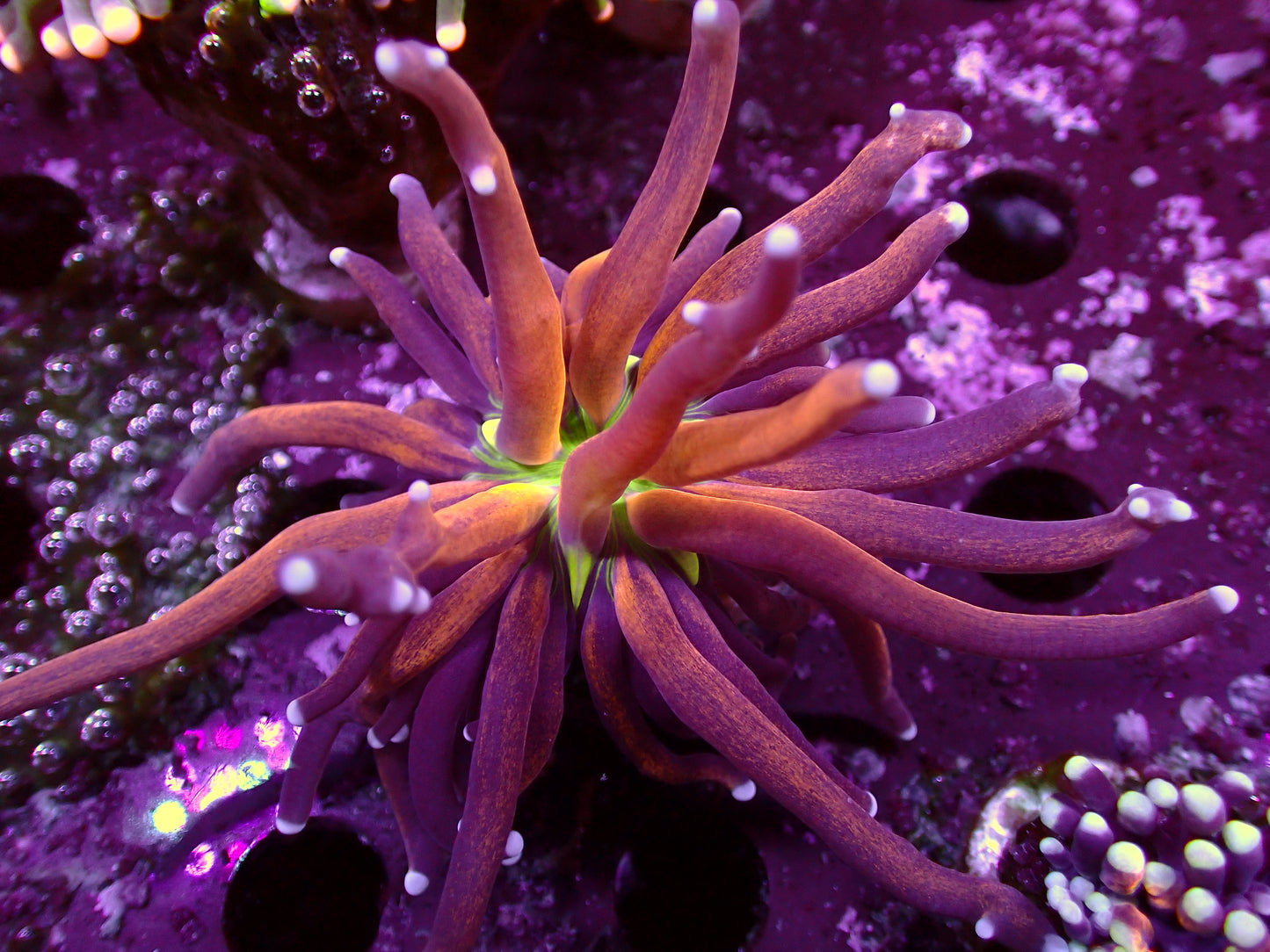 Branching Tiger Torch | WYSIWYG