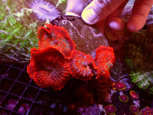 Superman Rhodactis | Colony