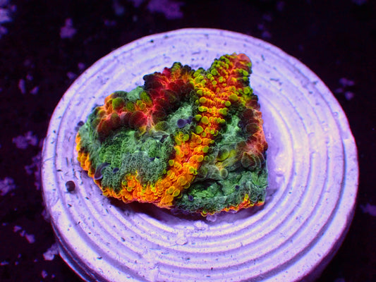 JF Yellow Submarine Favia | WYSIWYG