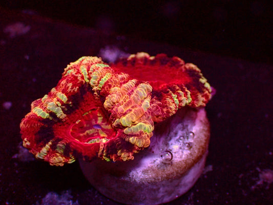 Asian Acan "Crazy Mastergrade" | WYSIWYG
