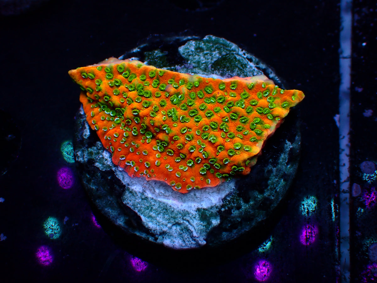 Montipora