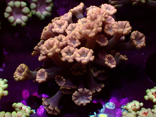 Rare! Alveopora "Bronce/Gold" | WYSIWYG