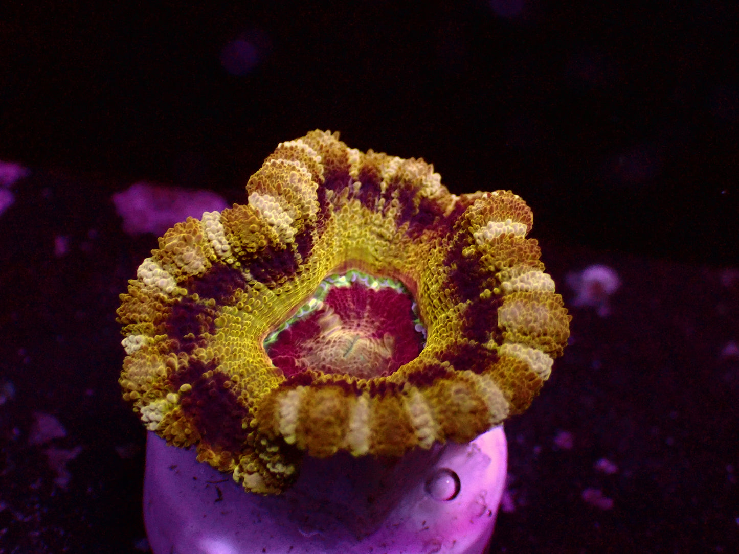 Asian Acan "Honeycombs" | WYSIWYG